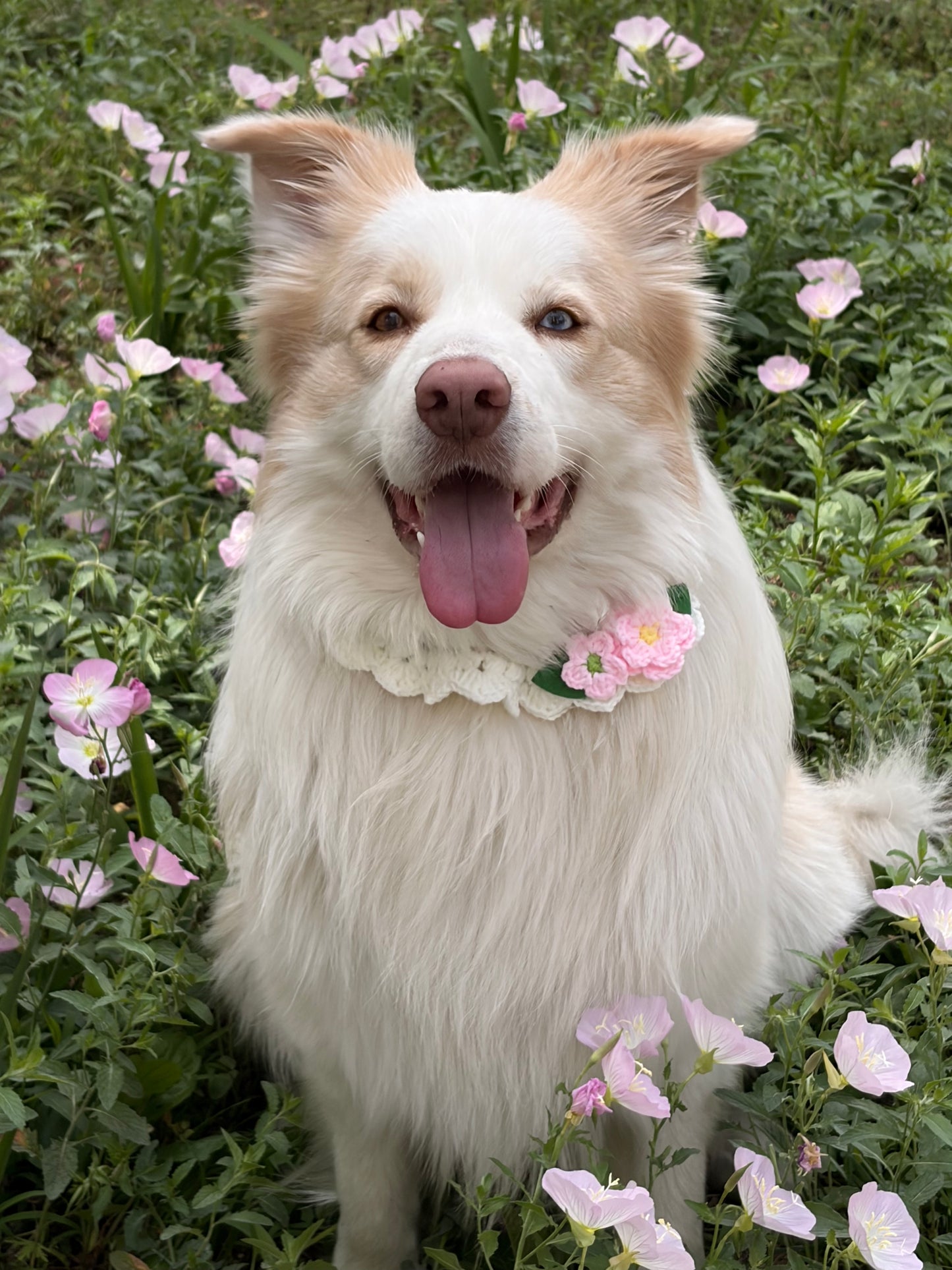 Handmade Crochet Flower Dog Collar