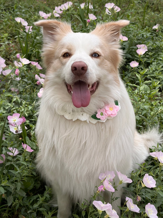 Handmade Crochet Flower Dog Collar
